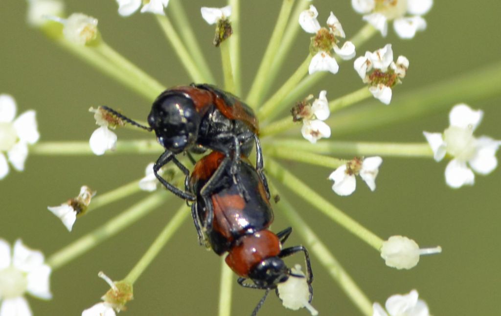 Coptocephala rubicunda o scopolina?